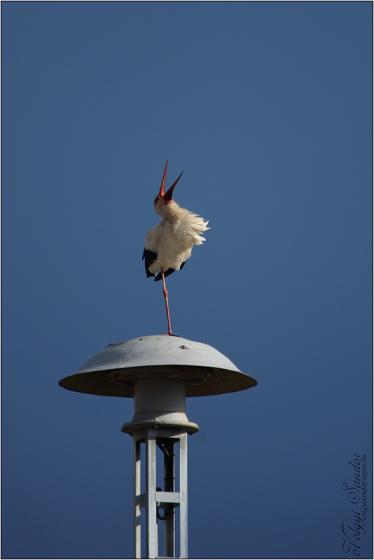 Fehér gólya - 2015. április, Tolnanémedi